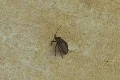 Monster Insect on cement floor - Pest Footage