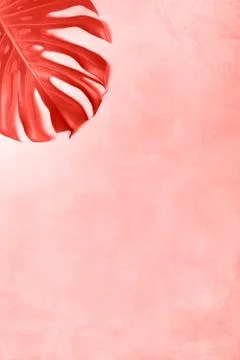 Monster leaf Stock Photos