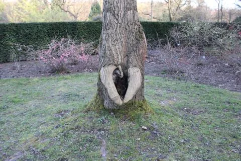 Monster Tree Stock Photos