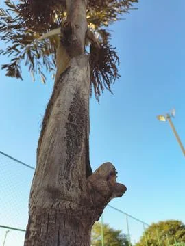 Monster from tree Foto stock