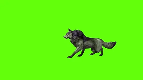 Monster  Wolf death green screen animation 3D rendering Stock Footage 297157626