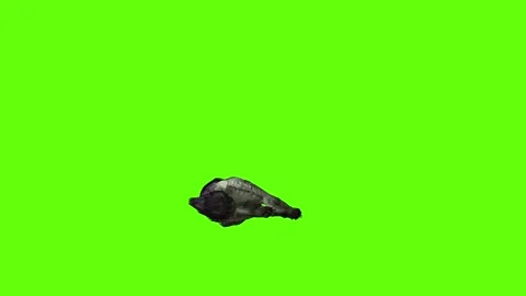 Monster  Wolf down in  green screen animation 3D rendering Stock Footage 297157631