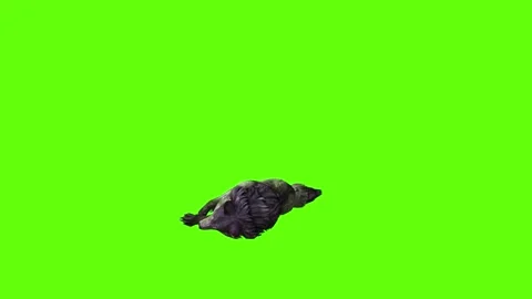 Monster  Wolf down loop green screen animation 3D rendering Stock Footage 297157648