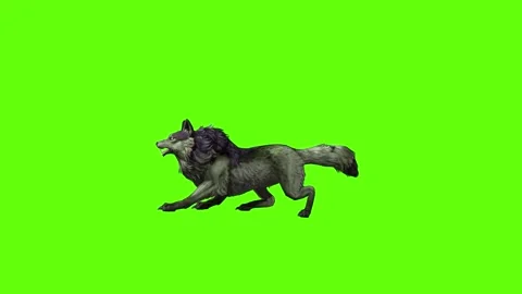 Monster  Wolf down out  green screen animation 3D rendering Stock Footage 297157754