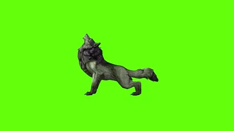 Monster  Wolf howl  green screen animation 3D rendering Stock Footage 297157827