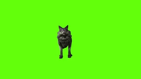 Monster  Wolf idle green screen animation 3D rendering Stock Footage 297157802