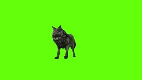 Monster  Wolf idle  green screen animation 3D rendering Stock Footage 297157806