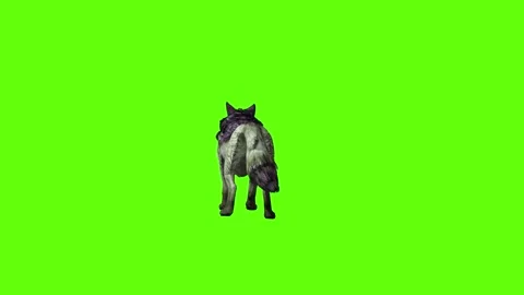 Monster  Wolf idle  green screen animation 3D rendering Stock Footage 297157808