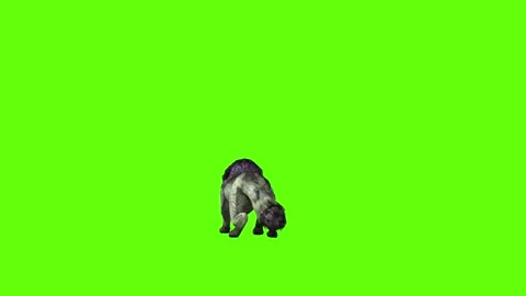 Monster  Wolf jump attack green screen animation 3D rendering Stock Footage 297157948