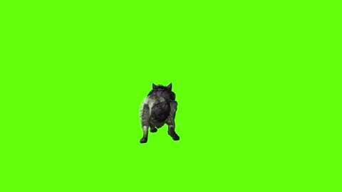 Monster  Wolf jump forward  green screen animation 3D rendering Stock Footage 297158035