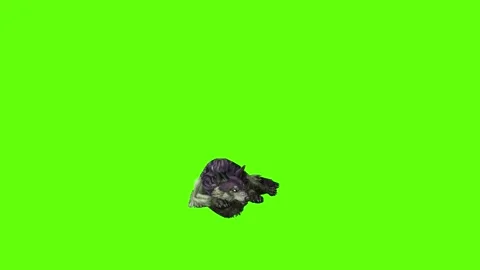 Monster  Wolf lay down  green screen animation 3D rendering Stock Footage 297158023