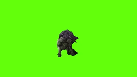 Monster  Wolf lick leg  green screen animation 3D rendering Stock Footage 297158049