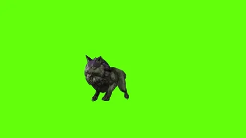 Monster  Wolf roar green screen animation 3D rendering Stock Footage 297158166