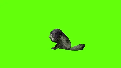 Monster  Wolf sit ear scratching  green screen animation 3D rendering Stock Footage 297158208