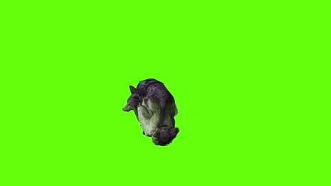 Monster  Wolf sit ear scratching   green screen animation 3D rendering Stock Footage 297158219
