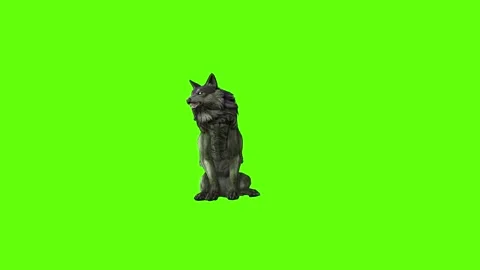 Monster  Wolf sit  look around green screen animation 3D rendering Stock Footage 297158173