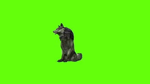 Monster  Wolf sit look around  green screen animation 3D rendering Stock Footage 297158248