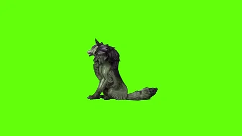 Monster  Wolf sit look around   green screen animation 3D rendering Stock Footage 297158289