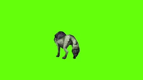 Monster  Wolf stand ear scratching  green screen animation 3D rendering Video stock 297158197