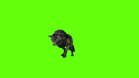 Monster  Wolf stand ear scratching  green screen animation 3D rendering Stock Footage 297158267