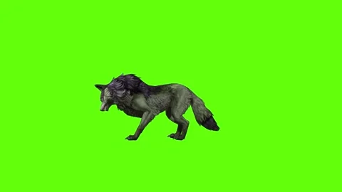 Monster  Wolf stand ear scratching green screen animation 3D rendering Stock Footage 297158273