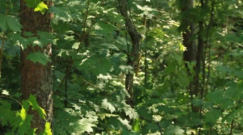 Monster in the woods Stock Footage 7895882