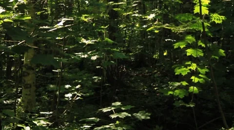 Monster woods Stock Footage 7896437