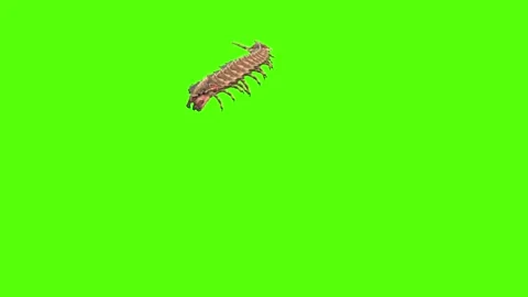 Monster Worm Crawl Forward Green Screen Animation 4K Rendering Stock Footage 270021776