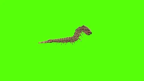 Monster Worm Crawl Forward Position Green Screen Animation 4K Rendering 動画素材 270021765