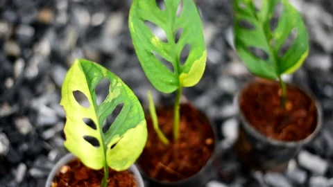 monstera thai constellation high variegation Monstera deliciosa Thai Constellation variegated high var TC Plantlet Grower's Choice *In Stock*