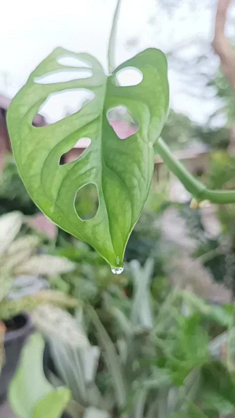 Monstera acuminata Video stock 232814996