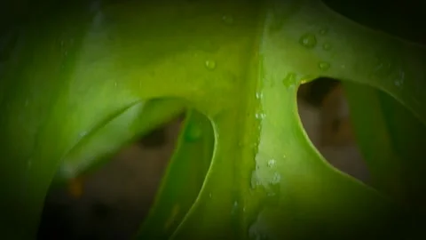 Monstera adansonii Stock Footage 261920424