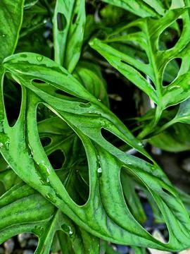 Monstera adansonii Stock Photos