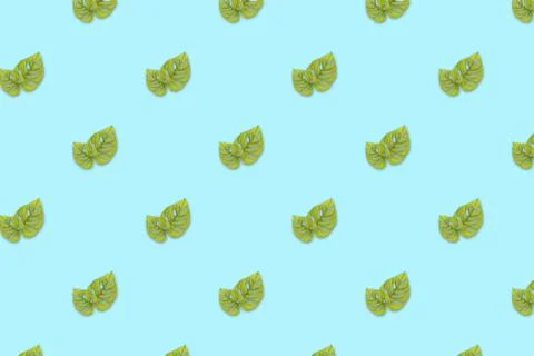 Monstera adansonii seamless pattern Stock Photos