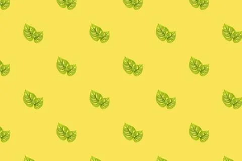 Monstera adansonii seamless pattern Stock Photos