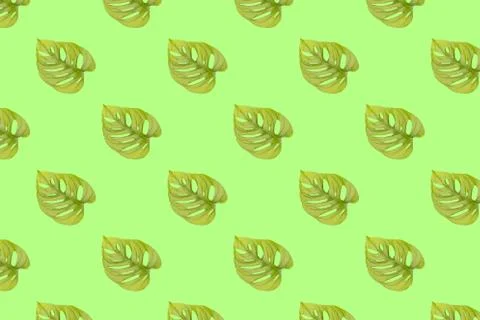 Monstera adansonii seamless pattern Stock Photos