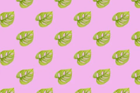 Monstera adansonii seamless pattern Stock Photos