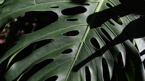 Monstera deliciosa Video stock 143651367