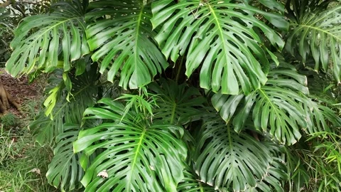 Monstera deliciosa Stock Footage 266489380