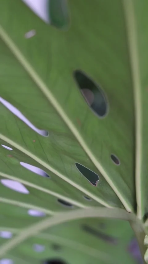 Monstera deliciosa Stock Footage 280207775