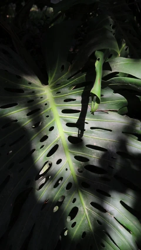 Monstera deliciosa Video stock 280207779