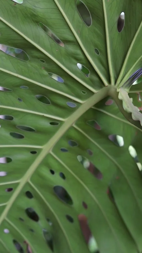 Monstera deliciosa Video stock 280207785