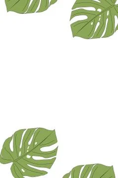 Monstera Deliciosa leaf texture, a large evergreen tropical jungle palm leaf Stock Illustration