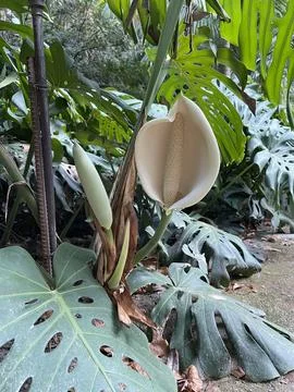 Monstera flower Stock Photos