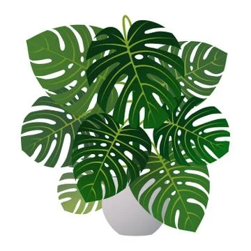 Monstera in a flower pot. 스톡 일러스트