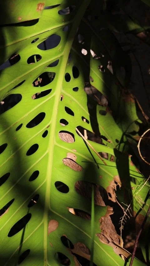 Monstera Video stock 281407479