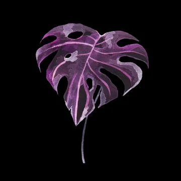 Monstera Stock Illustration