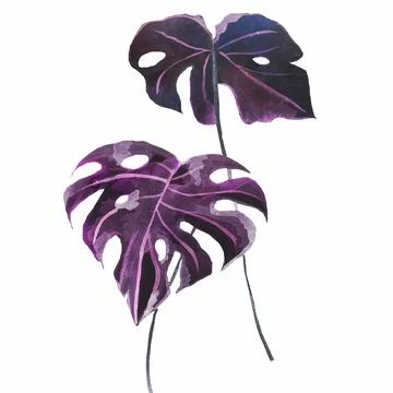 Monstera Stock Illustration