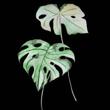 Monstera Stock Illustration