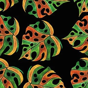 Monstera Illustrazione stock